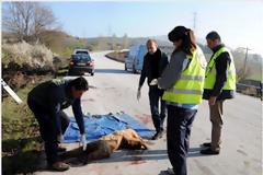 Νεκρή αρκούδα από τροχαίο στη Φλώρινα