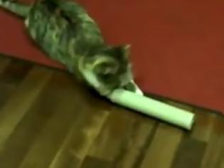 Φωτογραφία για Το αγαπημένο παινίδι της γάτας είναι... το κανόνι [video]