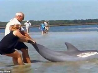 Φωτογραφία για VIDEO: Απίστευτη διάσωση δελφινιού στη Φλόριντα