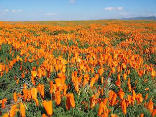 Φωτογραφία για Τα λιβάδια με τις πορτοκαλί παπαρούνες στην Καλιφόρνια