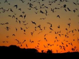 Φωτογραφία για Από την Ευρώπη ο μύκητας που αφανίζει νυχτερίδες Αμερικής