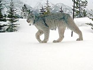 Φωτογραφία για Ο «καναδικός λύγκας» στο φωτογραφικό φακό