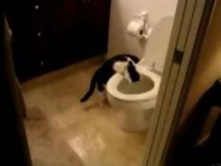 Φωτογραφία για VIDEO: Γάτα που  τραβάει το καζανάκι!
