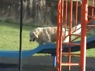 Φωτογραφία για VIDEO: Σκύλος που κάνει τσουλήθρα!