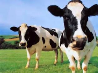 Φωτογραφία για Κτηνοτρόφοι θα λαμβάνουν SMS από αγελάδες!