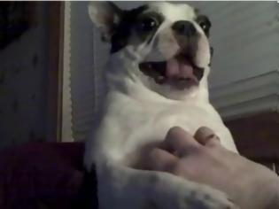Φωτογραφία για VIDEO: Ένα σκυλάκι που του αρέσει το γαργάλημα!!!