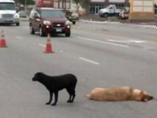 Φωτογραφία για Αψήφησε τα διερχόμενα αυτοκίνητα για να είναι δίπλα στο νεκρό σκύλο