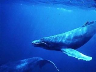 Φωτογραφία για Μπορούν οι φάλαινες να προβλέψουν τους σεισμούς;