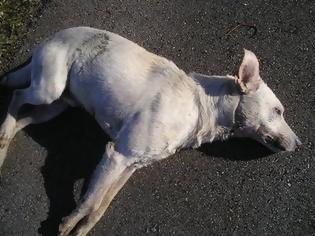 Φωτογραφία για Μπαράζ δηλητηριάσεων σκύλων το Πάσχα