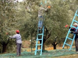 Φωτογραφία για Μήνυμα με αποδέκτες όλους τους ελαιοπαραγωγούς της Χαλκιδικής