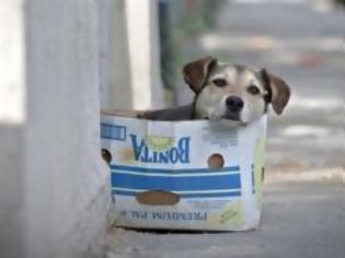 Φωτογραφία για Ψηφίστηκε o νόμος για τη θανάτωση αδέσποτων σκύλων στη Ρουμανία