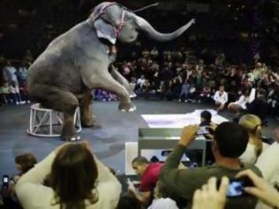 Φωτογραφία για Γαλλία: ελέφαντας δραπέτευσε από τσίρκο – Σκότωσε ηλικιωμένο