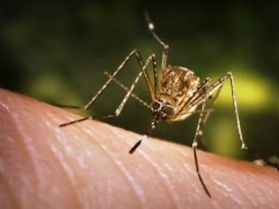 Φωτογραφία για 14 επιβεβαιωμένα κρούσματα του ιού του Δυτικού Νείλου στην Ξάνθη