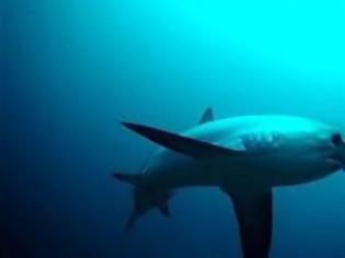 Φωτογραφία για Νεκρά ψάρια στη Χονολουλού μπορεί να προσελκύσουν καρχαρίες