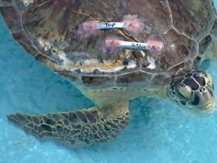 Φωτογραφία για Οδοντίατρος σώζει... χελώνα