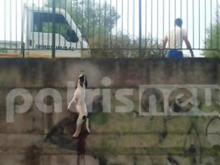 Φωτογραφία για Ηλεία: Κρέμασαν σκύλο έξω από σχολείο στην Αμαλιάδα!