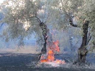 Φωτογραφία για Ηλεία-Τώρα: Φωτιά σε λιοστάσι κοντά στα Δουνέικα