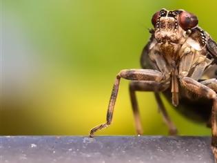 Φωτογραφία για Ανακαλύφθηκε έντομο με γρανάζια στα πόδια του!