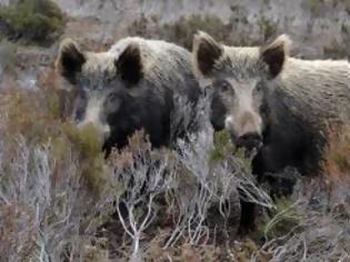 Φωτογραφία για Ξεχύθηκαν κυνηγοί σ' όλη τη Θεσπρωτία για τα αγριογούρουνα!