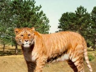 Φωτογραφία για Διασταύρωση λιοντάρι με τίγρη: Το πιο μεγάλο αιλουροειδές στον κόσμο