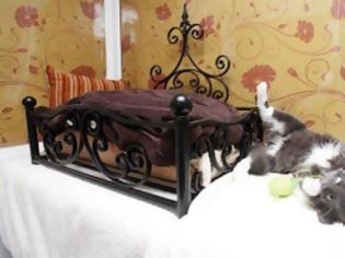 Φωτογραφία για Ξενοδοχείο 5 αστέρων για γάτες