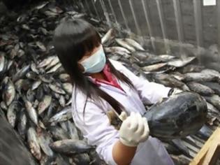 Φωτογραφία για Φουκουσίμα: Ο φόβος της ραδιενέργειας βύθισε το εμπόριο ψαριών
