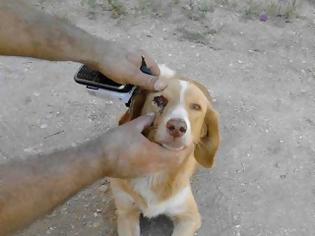 Φωτογραφία για Απίστευτη κτηνωδία εις βάρος σκυλίτσας στην Πρέβεζα - Της έβγαλαν το μάτι