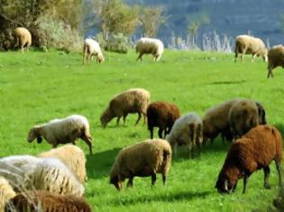 Φωτογραφία για Κρούσματα ευλογιάς σε εκατοντάδες πρόβατα στον Έβρο