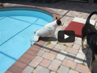 Φωτογραφία για Οι πιο ατσούμπαλοι σκύλοι του κόσμου [Video]