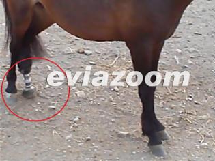 Φωτογραφία για Σκύρος: Τεχνητό πόδι σε ﻿﻿﻿﻿﻿﻿﻿﻿﻿άλογο γι﻿α ﻿π﻿ρώ﻿τ﻿η ﻿φο﻿ρ﻿ά ﻿στ﻿﻿η﻿ν Ελ﻿λά﻿δα!