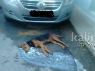 Φωτογραφία για Ντροπή – Έριξαν φόλα σε σκυλί που ξεψύχησε σε δρόμο της Τρίπολης...