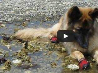 Φωτογραφία για Σκύλοι φοράνε παπούτσια για πρώτη φορά [Video]