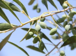 Φωτογραφία για Καλλιεργείς; Θα φορολογείσαι περισσότερο!