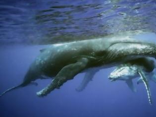 Φωτογραφία για Η ιστορία της ζωής των φαλαινών αποτυπώνεται στο... κερί του αυτιού τους