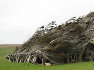 Φωτογραφία για Τα ανεμοδαρμένα δέντρα της Νέας Ζηλανδίας!