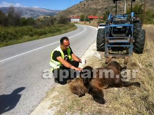 Φωτογραφία για Νεκρή αρκούδα έξω από την ΓΕΟΚ Καστοριάς