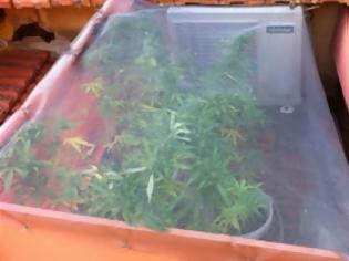 Φωτογραφία για Κέρκυρα: Καλλιεργούσαν χασισόδεντρα στη σκεπή του σπιτιού!