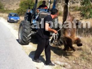 Φωτογραφία για Νεκρή αρκούδα στην Καστοριά – Δείτε σε video την επιχείρηση μετακίνησης του νεκρού ζώου