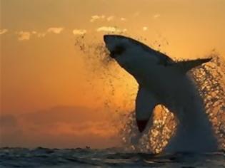 Φωτογραφία για Ο μεγάλος λευκός καρχαρίας σε όλη τη μεγαλοπρέπειά του