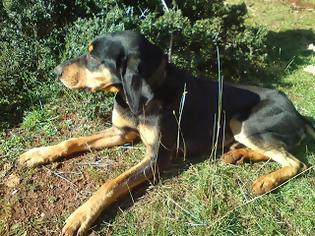 Φωτογραφία για Κυνηγετικός Σύλλογος Σπάρτης: Εκλάπη σκύλος - όποιος μπορεί ας βοηθήσει