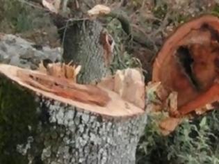 Φωτογραφία για Λαθροϋλοτόμοι αποψίλωσαν έκταση 200 στρεμμάτων, στα σύνορα Θεσσαλονίκης- Σερρών