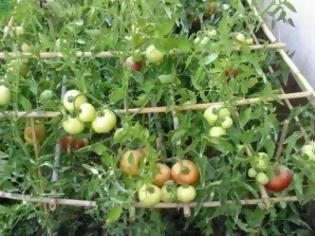Φωτογραφία για Εξαπλώνεται η επιδημία στην καλλιέργεια ντομάτας στην Εύβοια