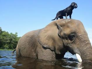 Φωτογραφία για Σπάνια φιλία σκύλου & ελέφαντα [video]