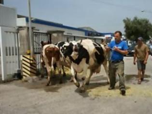 Φωτογραφία για Ετοιμάζονται για κινητοποιήσεις οι κτηνοτρόφοι