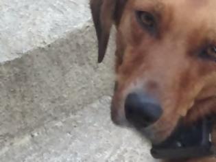 Φωτογραφία για «Επιδημία» σφαγής σκύλων στην Κρήτη!