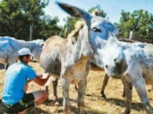 Φωτογραφία για Οι ευεργετικές ιδιότητες του γάλατος γαϊδούρας