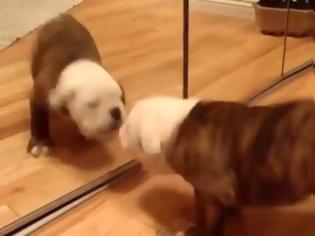 Φωτογραφία για Αντικρίζουν τον εαυτό τους στον καθρέφτη και… τρομάζουν! [video]