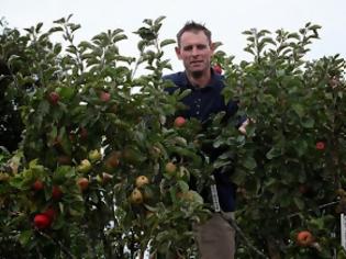 Φωτογραφία για Μηλιά παράγει 250 διαφορετικές ποικιλίες μήλων!