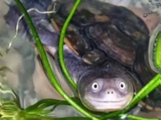 Φωτογραφία για Δείτε μια χελώνα που χαμογελάει!