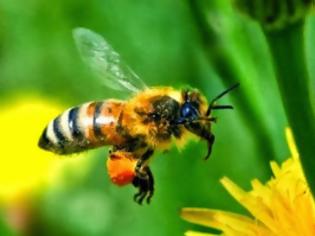 Φωτογραφία για Η ρύπανση από τις εξατμίσεις εμποδίζει τις μέλισσες να μυρίζουν!